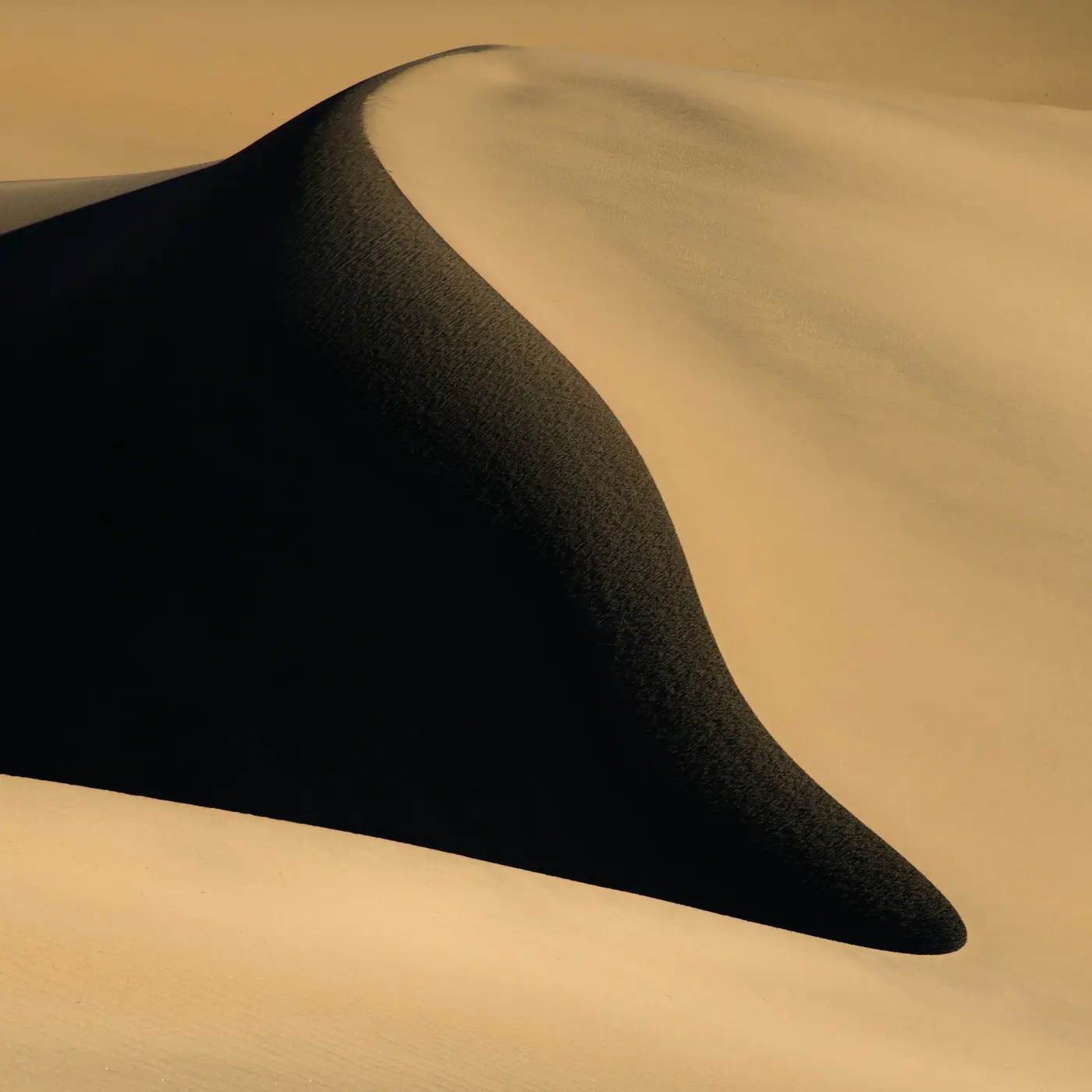 The curved ridge of a sand dune in low sun