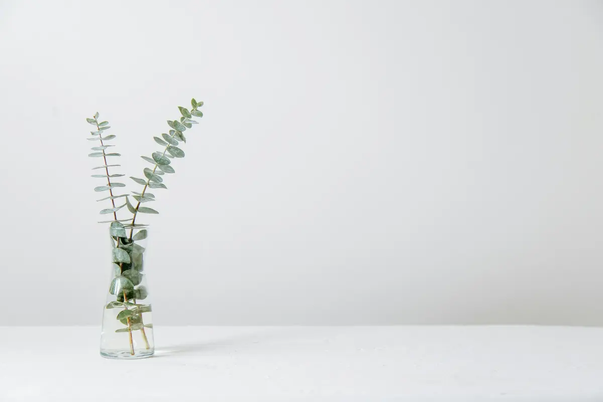 A sprig of eucalyptus in a glass jar on a white table