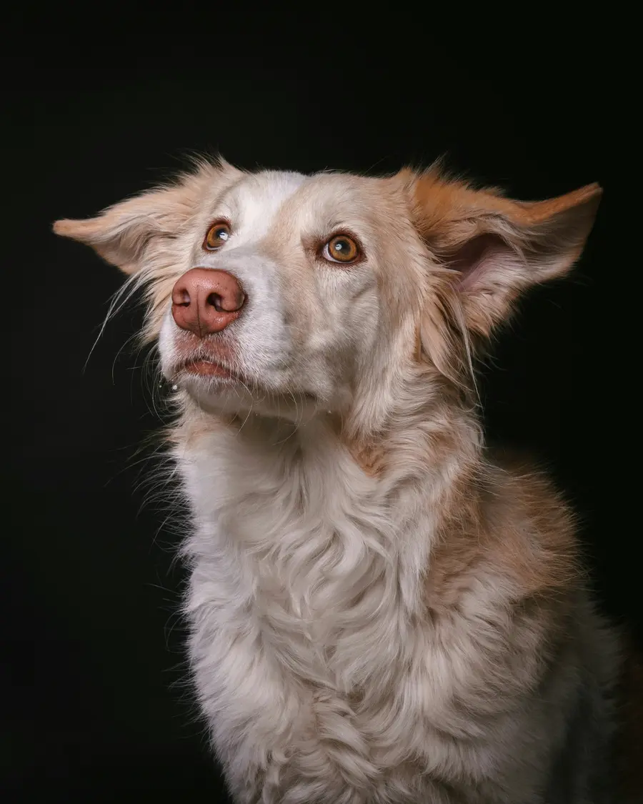 Border collie mix