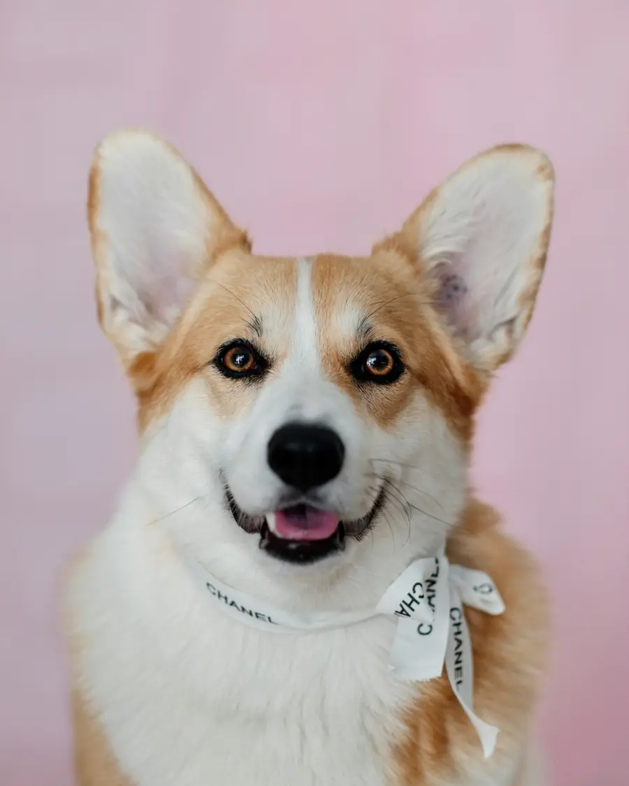 Corgi