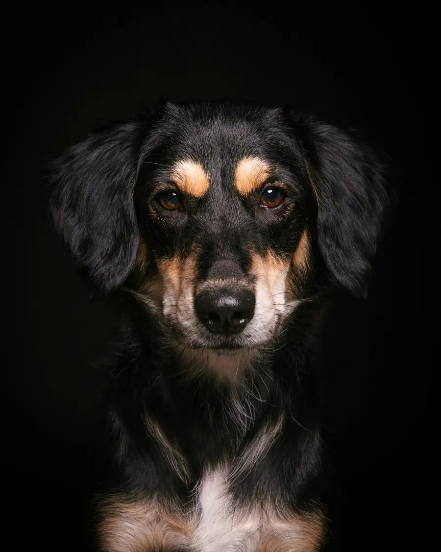 Spaniel mix