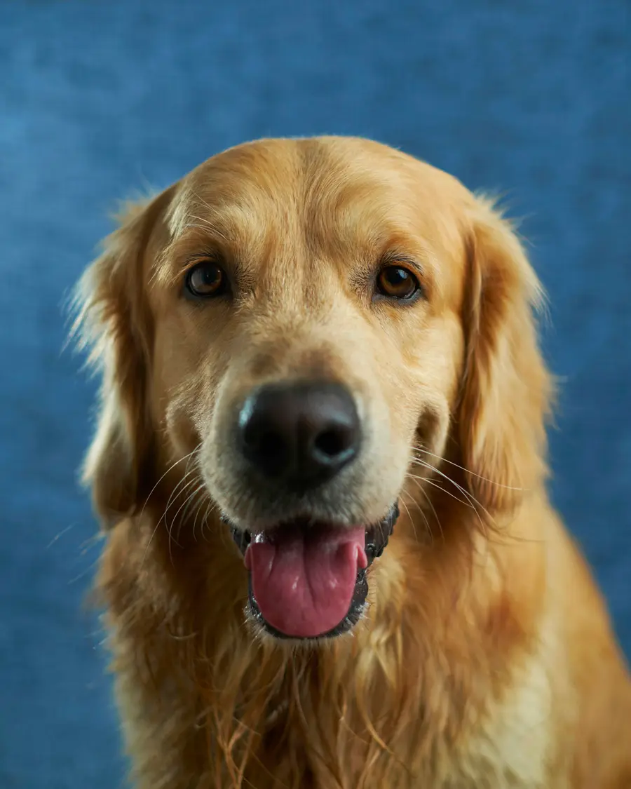 Golden retriever