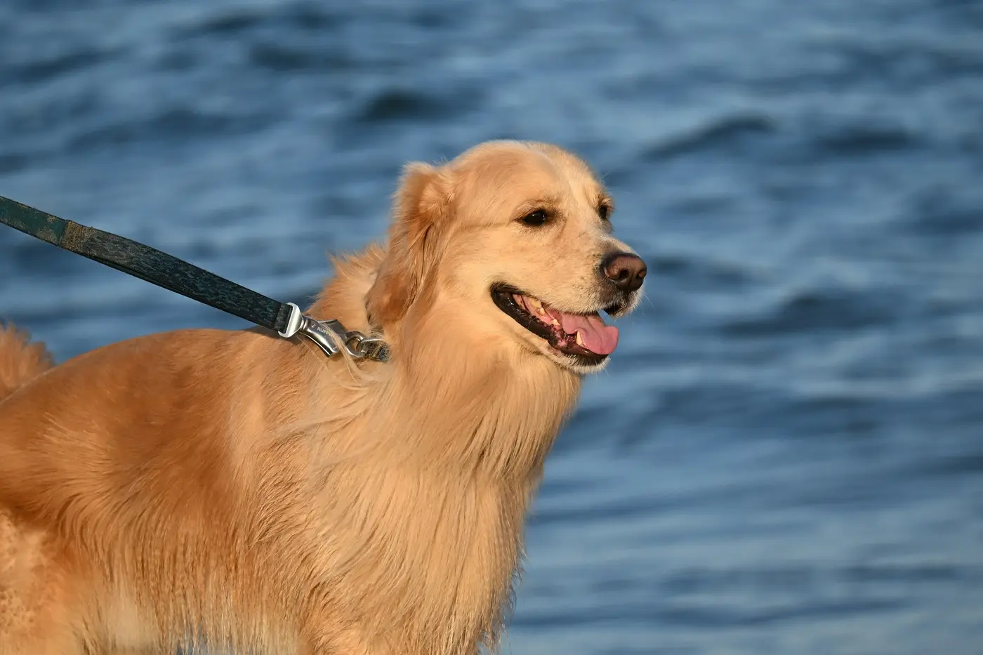 A golden retriever on a leash by the water, mouth open in a grin