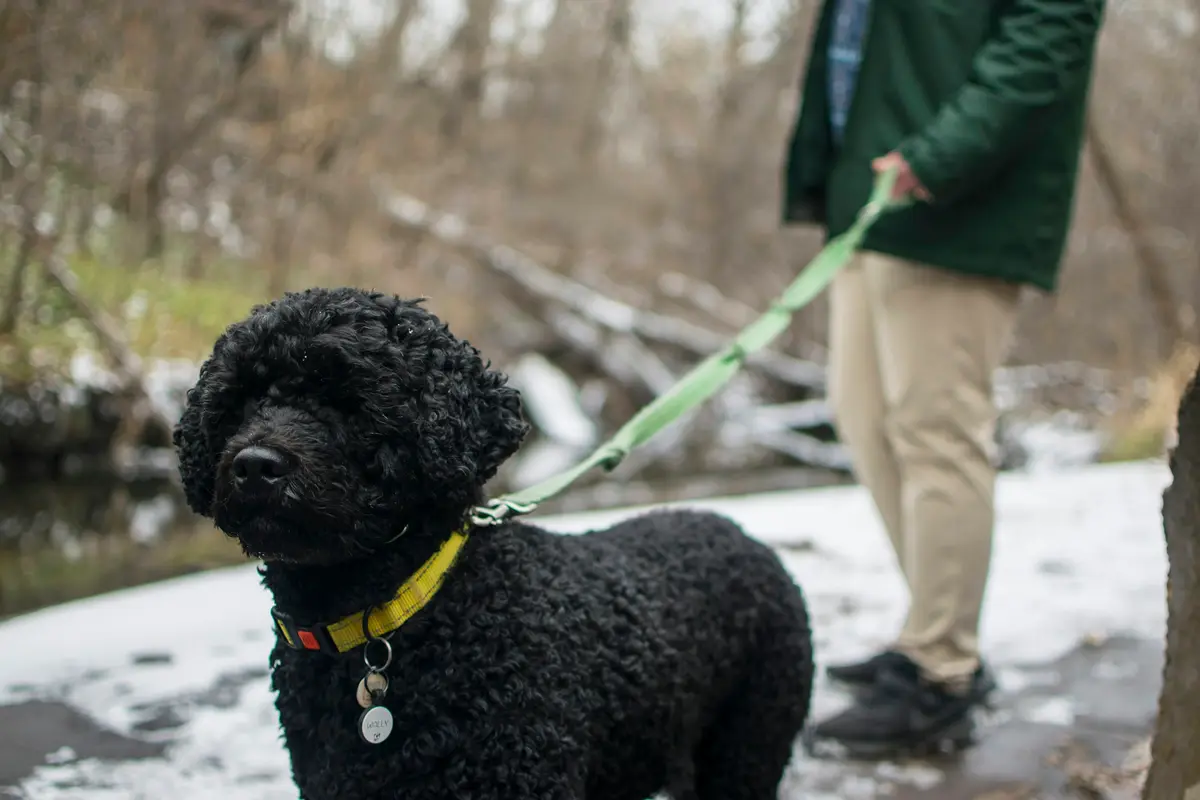 A black curly dog on a leash at the edge of snowy woods