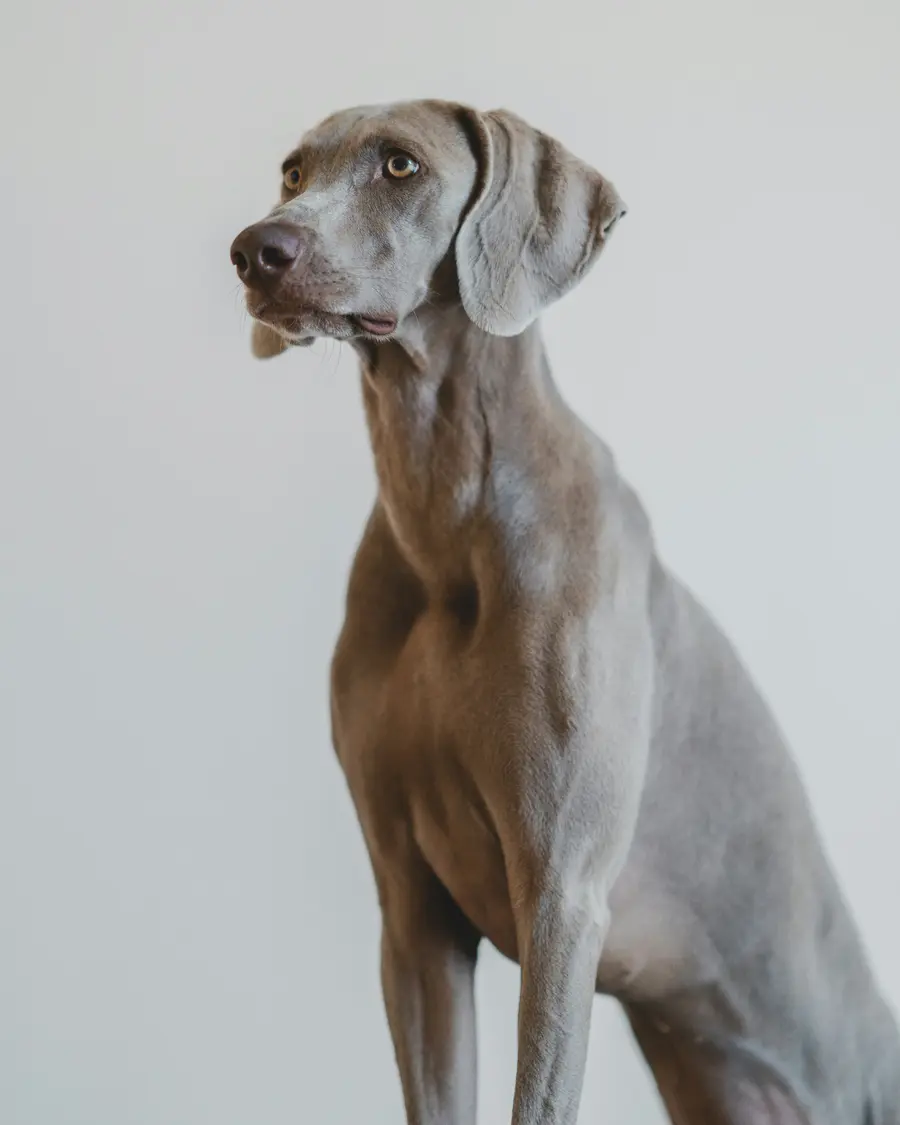 Weimaraner
