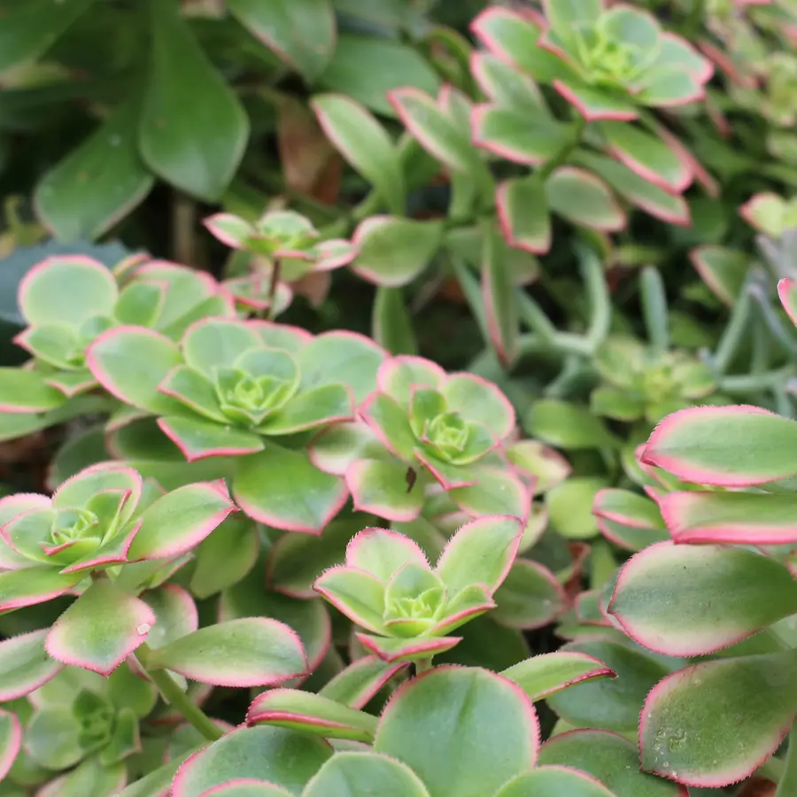 Pale green aeonium rosettes with pink edges