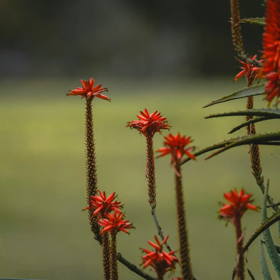 Red aloe flower stalks against a blurred green background