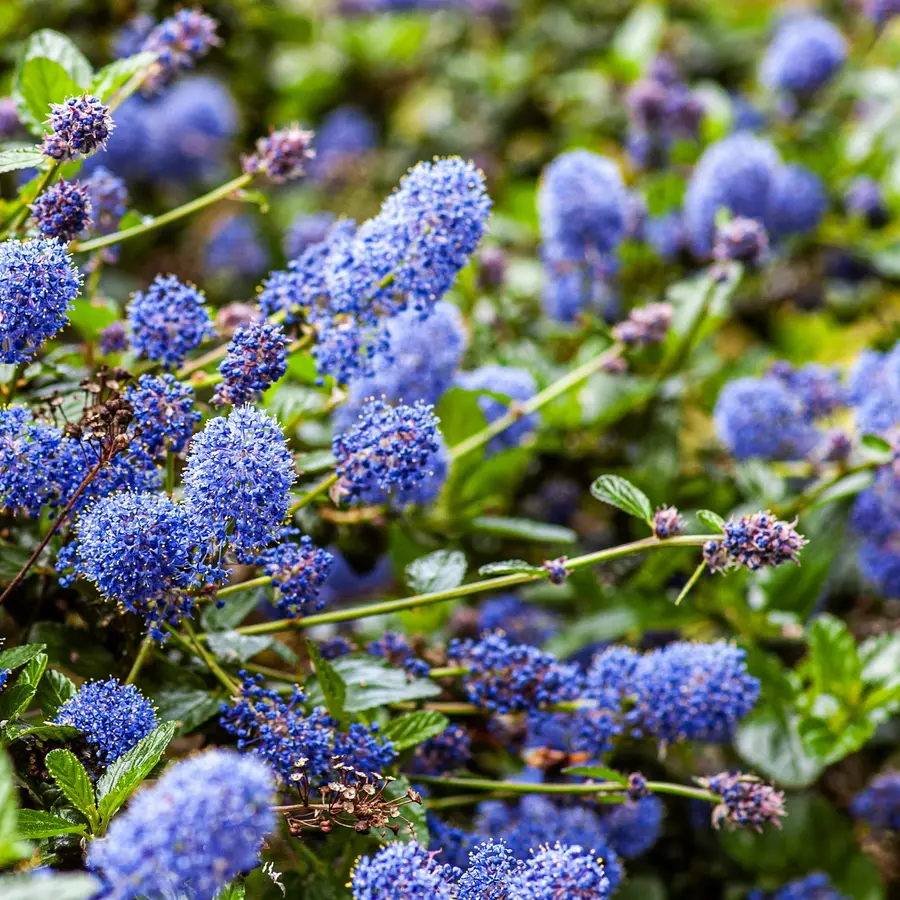 Clusters of small blue California lilac flowers