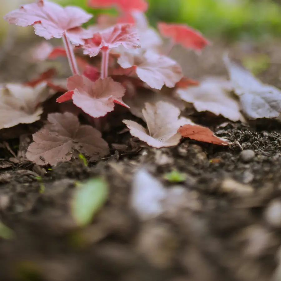 Coral-pink coral bells leaves in a mulched bed