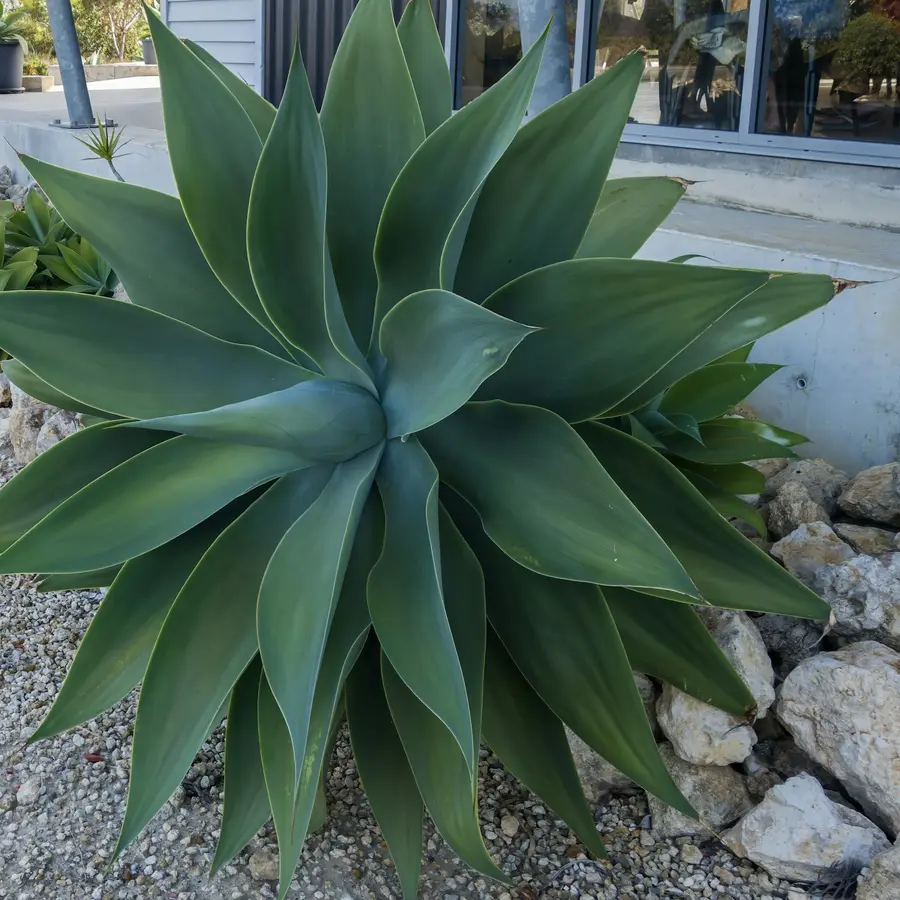A large gray-green fox tail agave beside a gravel path