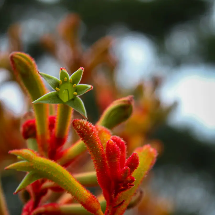 Red and orange kangaroo paw flowers up close
