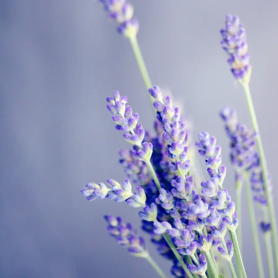 Purple lavender flower spikes against a pale blue background