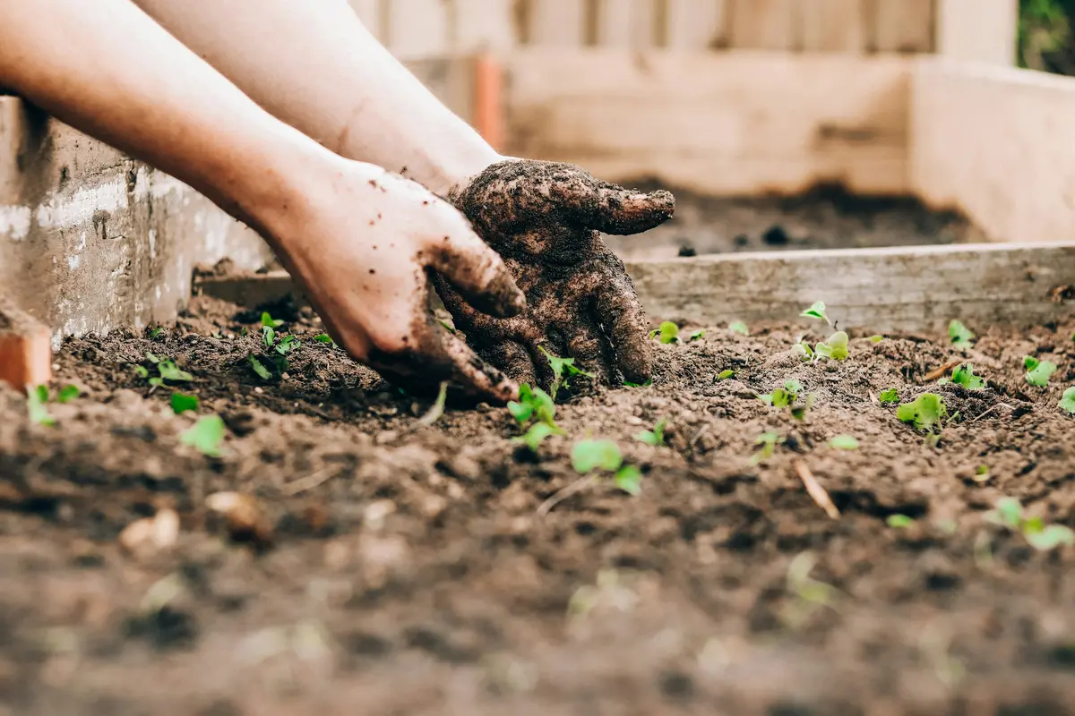 Hands pressing soil around seedlings in a raised bed