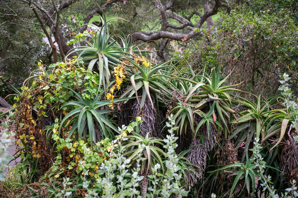A dense planting of aloes and silver-leaved shrubs under a tree