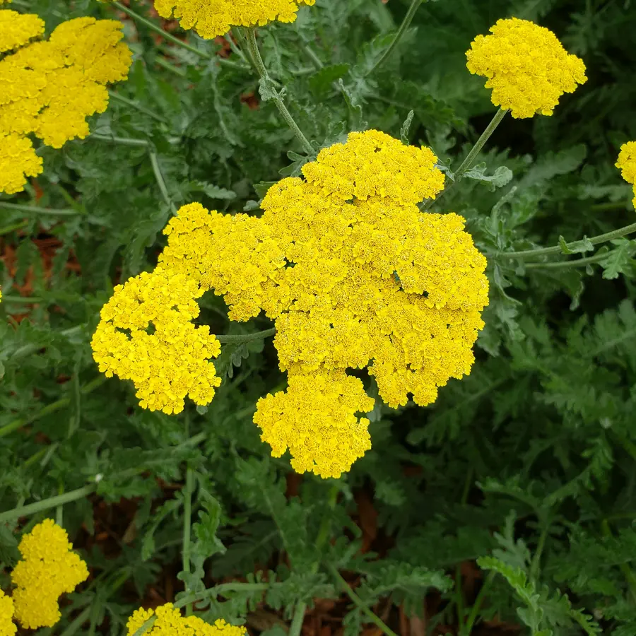 Flat clusters of bright yellow yarrow flowers