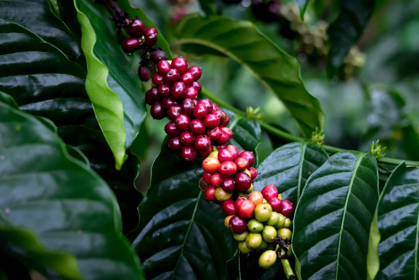Ripe red and unripe green coffee cherries on a branch