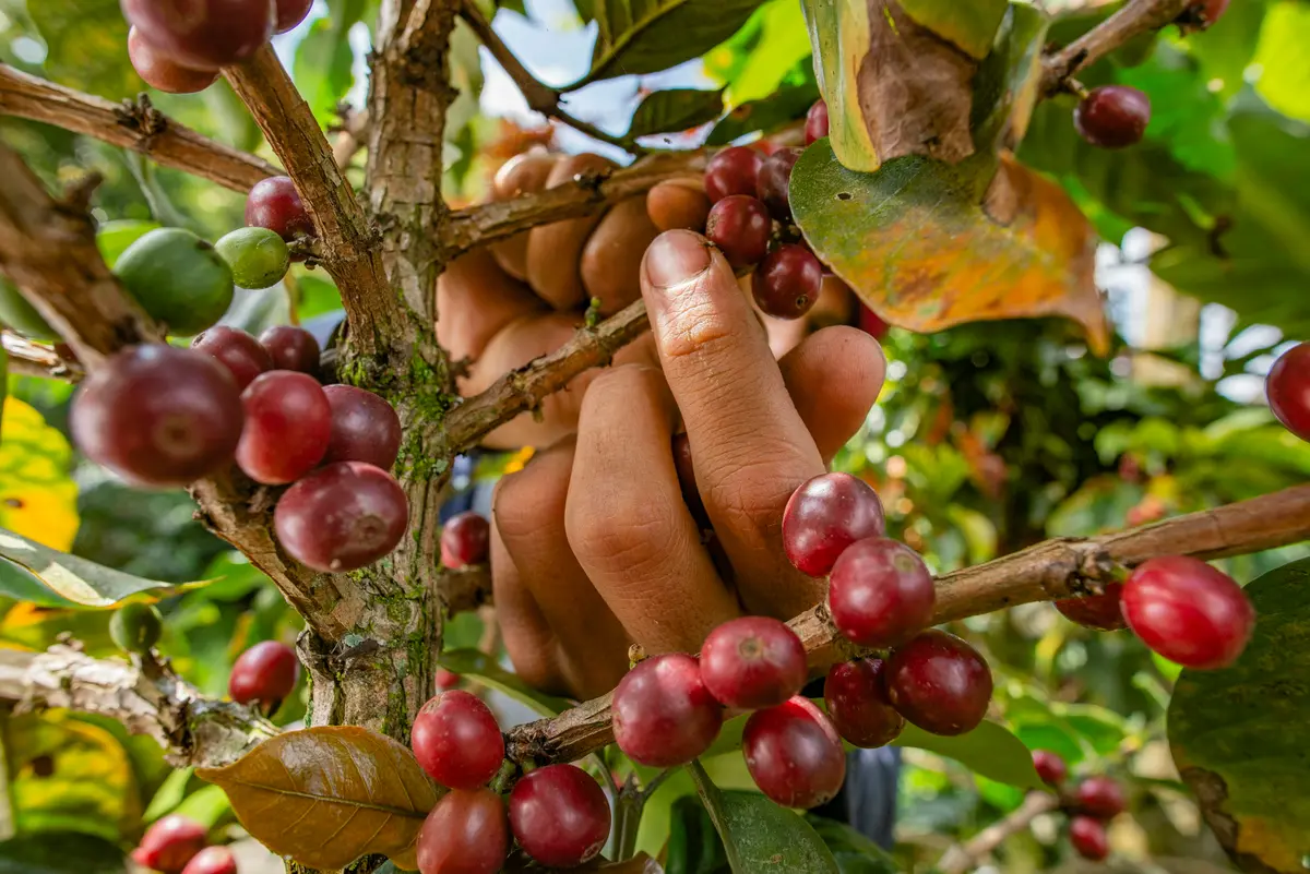 A hand picking ripe coffee cherries