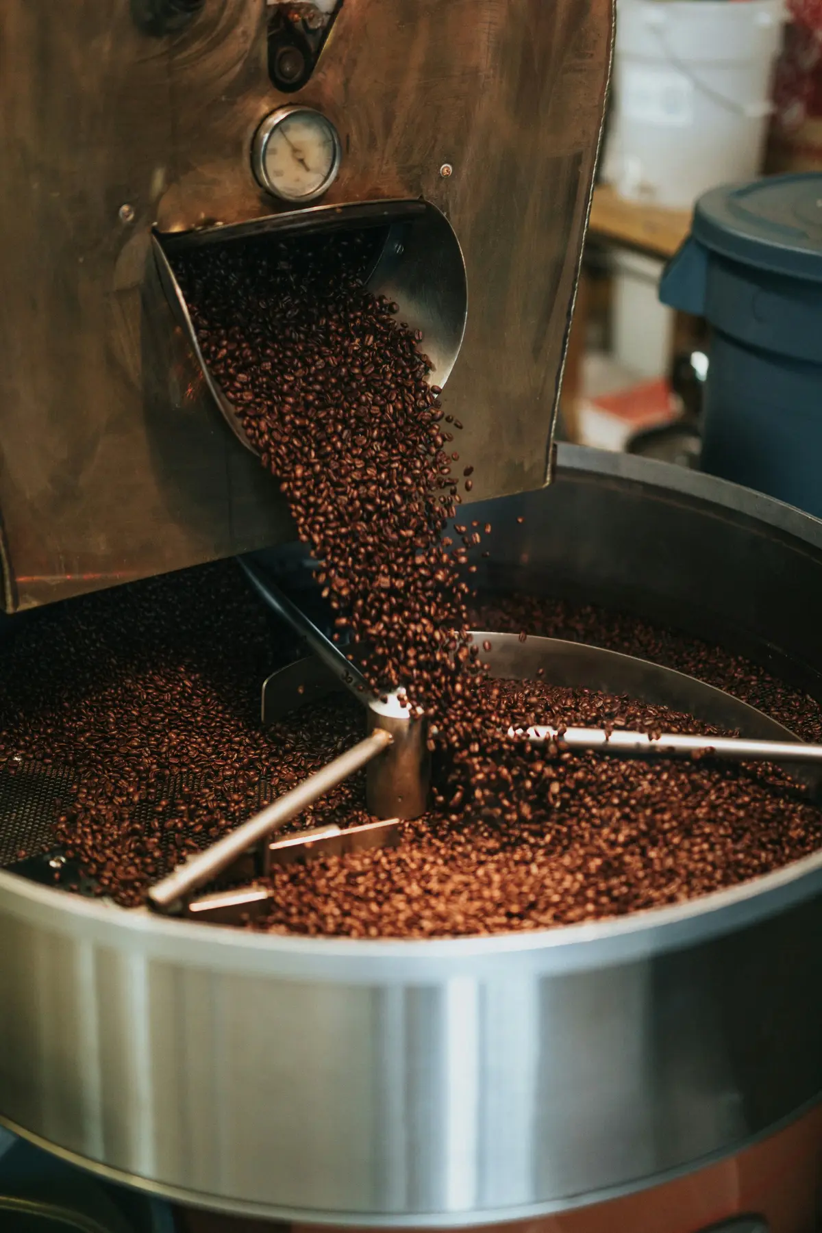 Fresh beans falling from a chute into a steel cooling bin