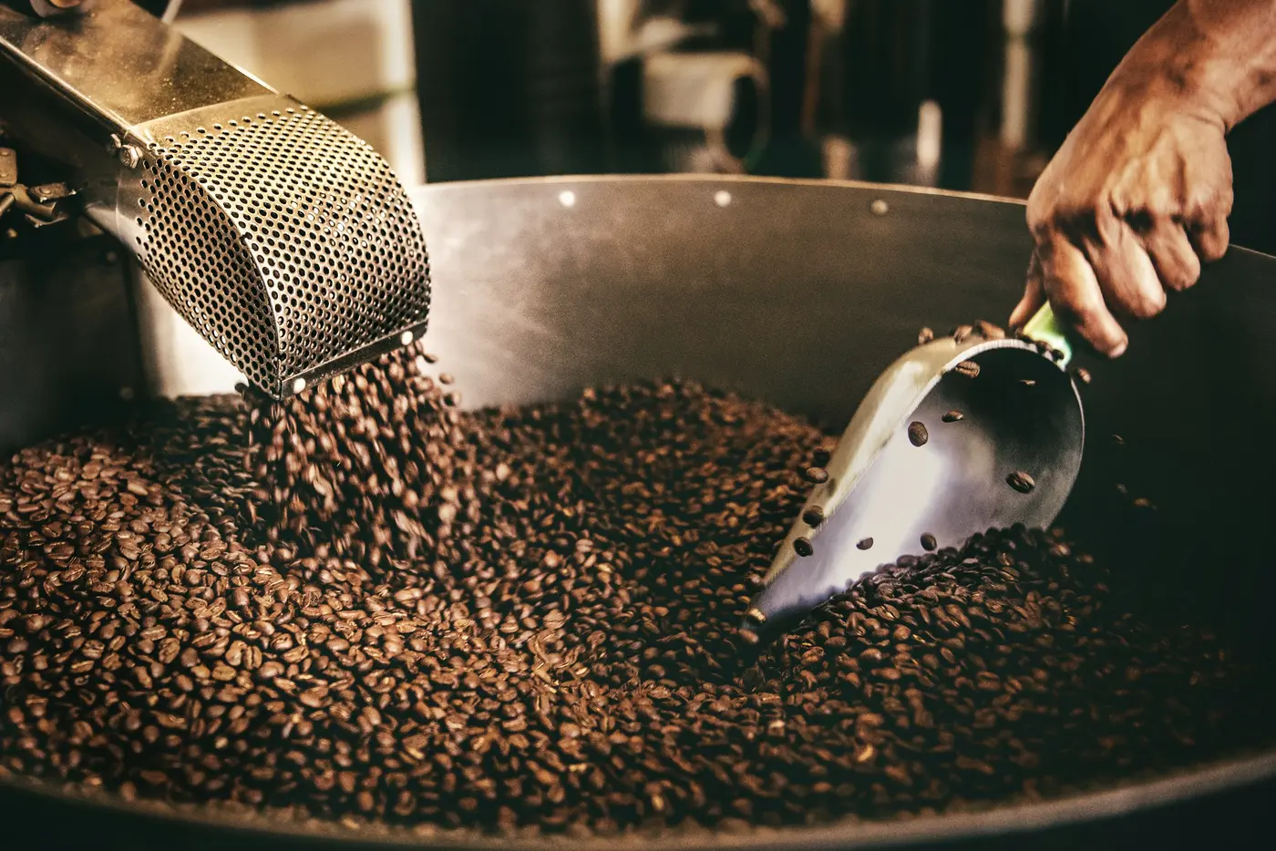 A roaster checking a scoop of beans as they turn in the cooling tray