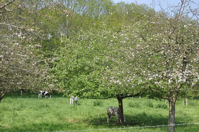 Cows grazing in an apple orchard in blossom