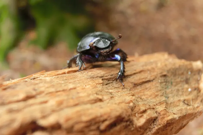A black dung beetle on a piece of wood