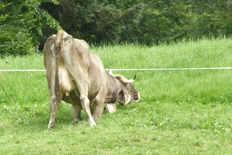 A cow stretching under a single electric wire to reach taller grass on the other side