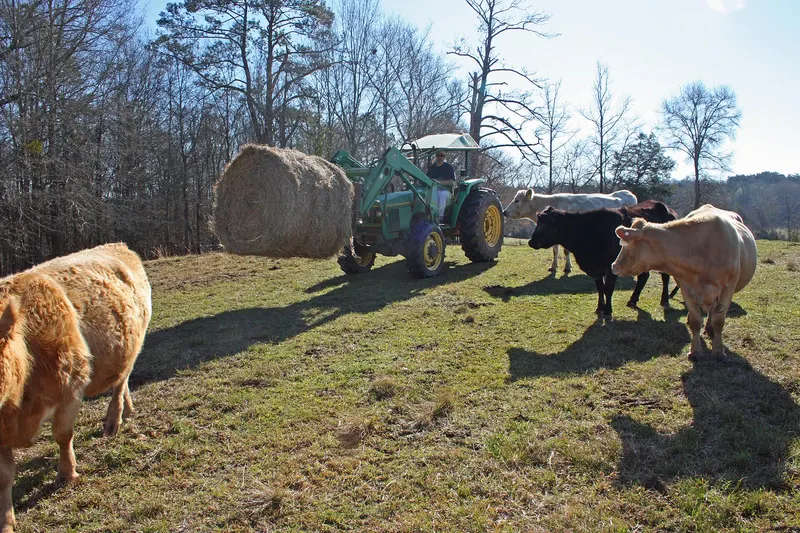 A tractor carrying a round hay bale to cattle in a winter pasture