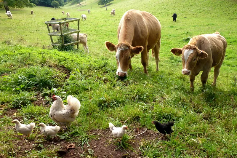 Hens scratching in the grass in front of two grazing cows