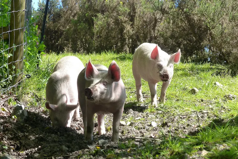 Three pigs standing on bare ground under trees