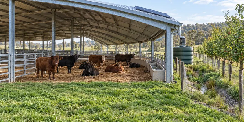 Concept picture: cattle resting on straw under a long metal roof, with a gutter, downpipe and green water tank at the end, and a fenced tree row beside it