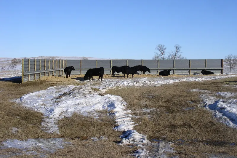 Black cattle resting behind a long wooden windbreak in a snowy pasture